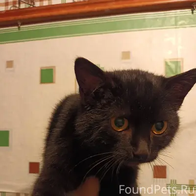 Добрый день. Супруг нашёл вот ...