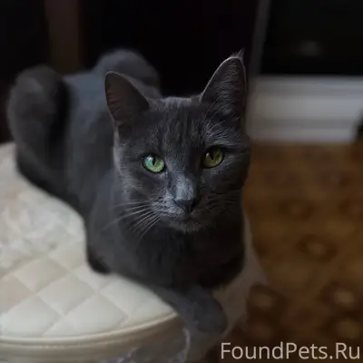 Пропала кошка❗️ Убежала в райо...