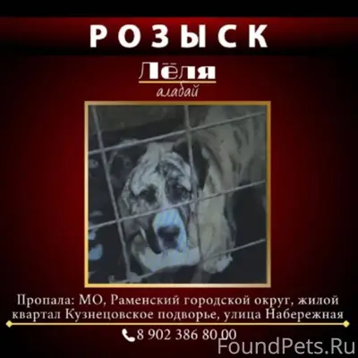 ПРОПАЛА СОБАКА породы АЛАБАЙ д...