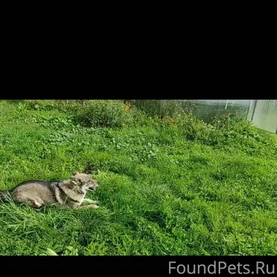 Убежала собака,мальчик , кличк...