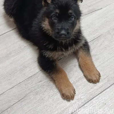 Добрый день, потерялся щенок, ...