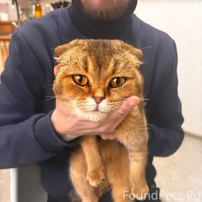 Найдена кошечка в районе остан...