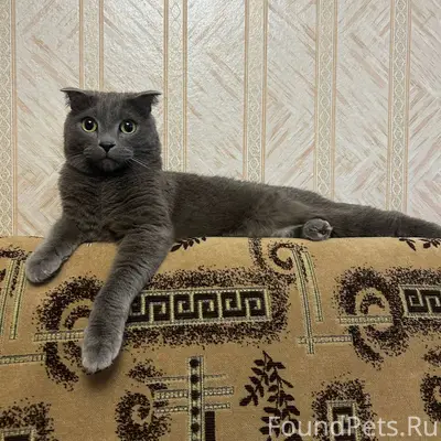 Найден кот на Юбилейной 18, 6....