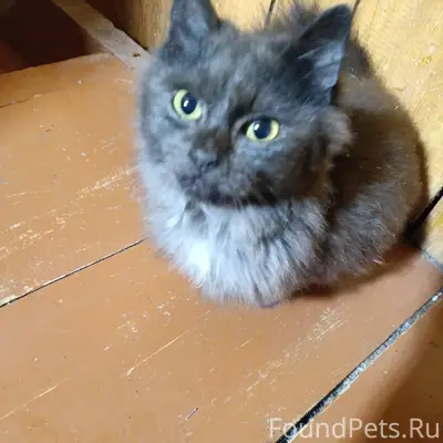 За дочерью увязался кот"подрос...