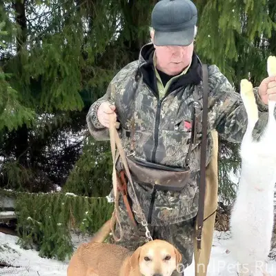 Потерялась собака, лет 5-6. По...