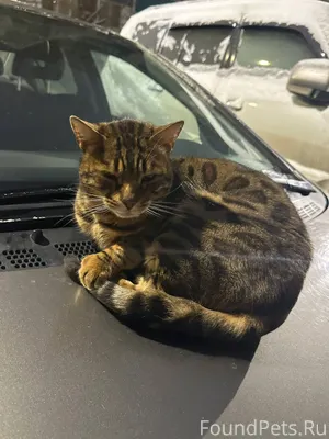 ❗НАЙДЕН КОТ, похож на Бенгальс...