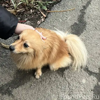 Найдена собака во дворе дома с...