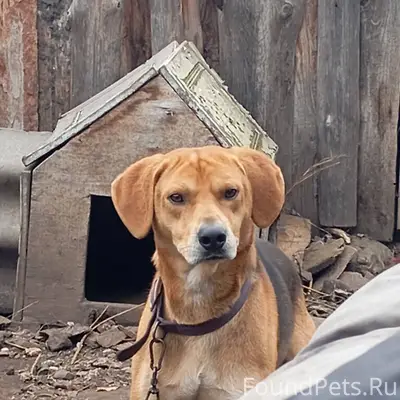 Пропали две гончие собаки, есл...