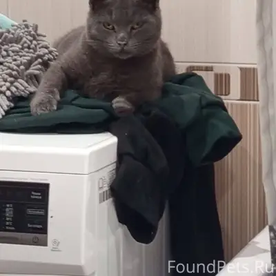 ❗️Пропал Кот ❗️ На посёлке,воз...