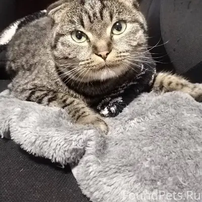 Здравствуйте всем, у нас в сем...