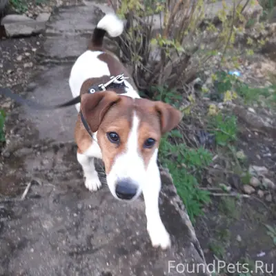 19.12.25. Пропала собака , дже...