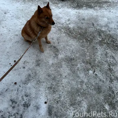 Найдена собака (девочка) в рай...