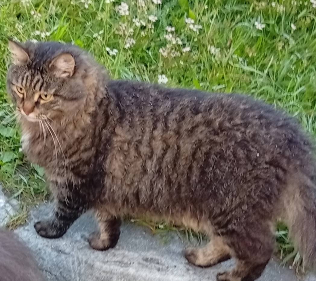 15.12.2025 пропал кот на...