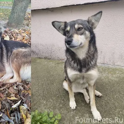 Пропала собака. Скорее всего, ...