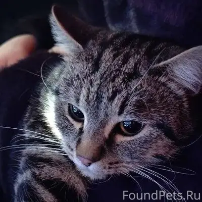 Найден кот. Объездная дорога п...