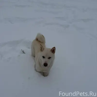 Потерялась собака, Октябрьский...