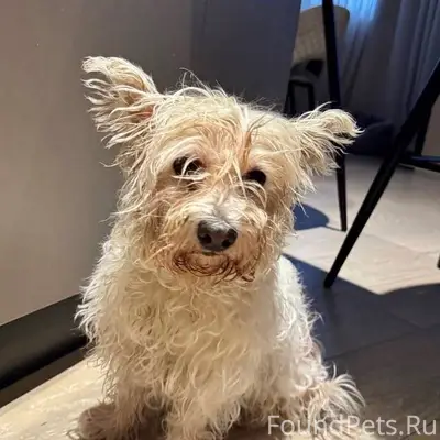 Найдена собака‼️ 19.12.25 МО.....