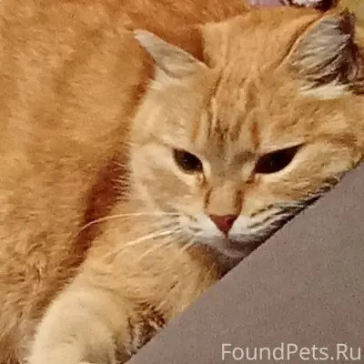 Пропала кошка три месяца назад...