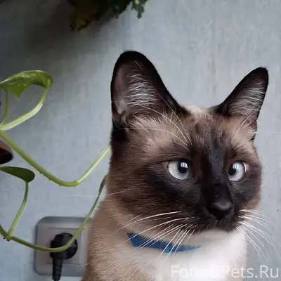 ПРОПАЛ КОТ! Вышел в подъезд, п...