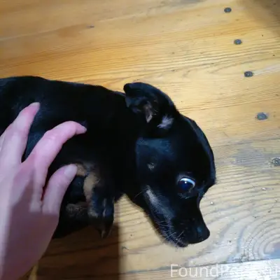 Срочно!! Найден пес около музы...