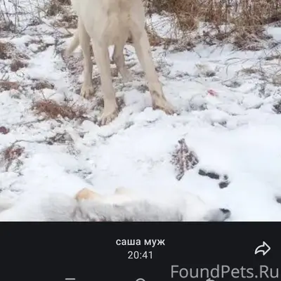 Срочно ❗❗❗ потерялась собака в...