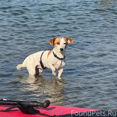 Пропала собака породы Джек Рас...