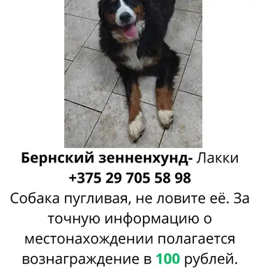 Пропала собака. Бернский зенне...