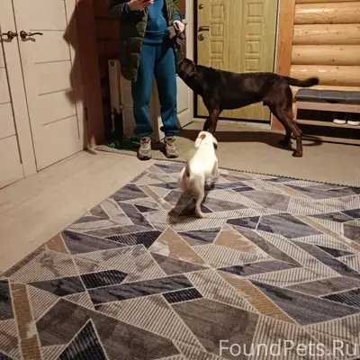 Найдены 2 собаки в районе ул.....