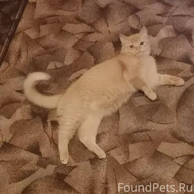 Пропала кошка!!! Прошу людей,к...