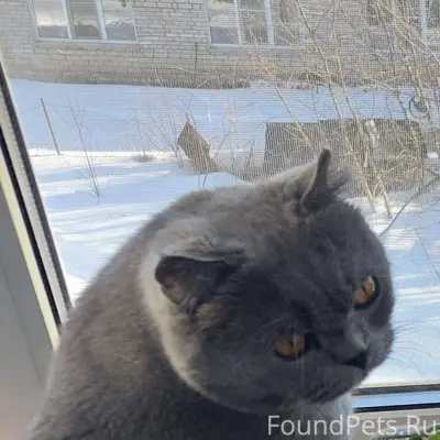 Пропал кот в районе автовокзал...