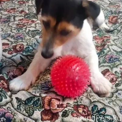 Пропала собака Джек Рассел тер...