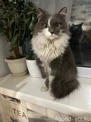 Найдена кошечка на Челюскина 7...