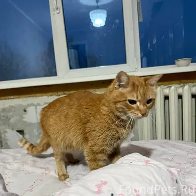 Сегодня утром найдена кошка (с...