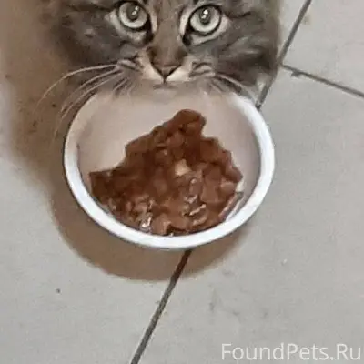 ‼️‼️‼️‼️‼️‼️Найдена кошка‼️‼️‼...