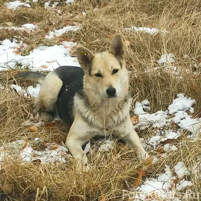 Пропала собака (поселок Дивный...