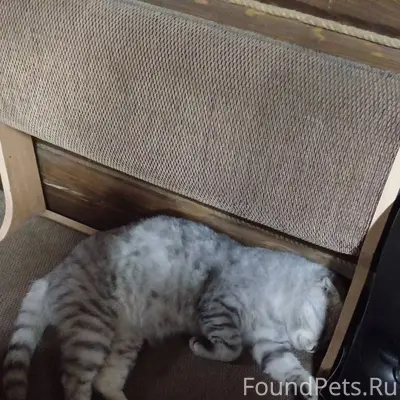 Пропал кот район жд, ул. Гогол...