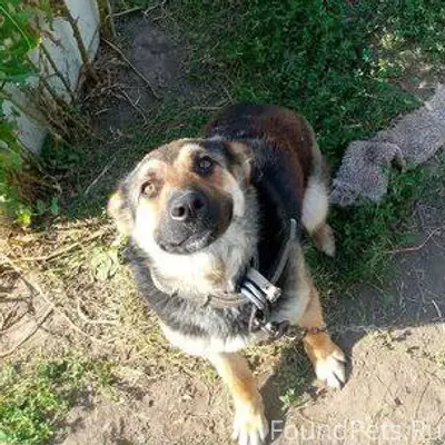 Убежала собака, помесь овчарки...