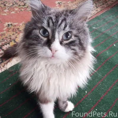 Пропал кот Тиша, 13 лет, прошу...