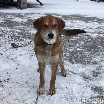 С передержки сбежал пёс вместе...