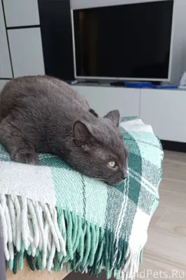 Друзья, пропал кот! Может нахо...