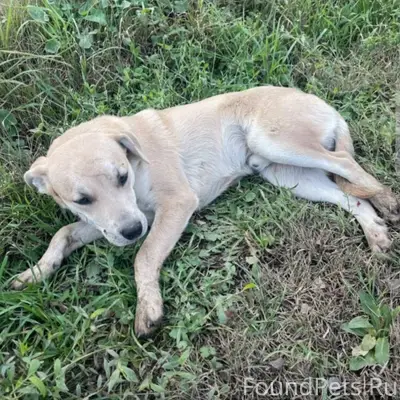 🆘🆘🆘🆘🆘🆘🆘🆘🆘🆘🆘 Пгт.Советский НАЙД...