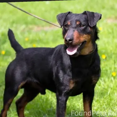 Пропала собака с ошейником, в ...