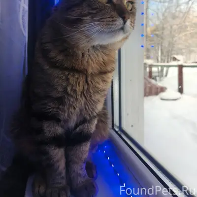 Пропал кот, откликается на имя...