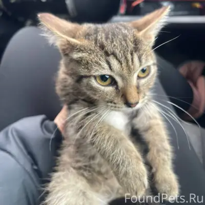 ‼️‼️‼️‼️срочно‼️возле дома на ...