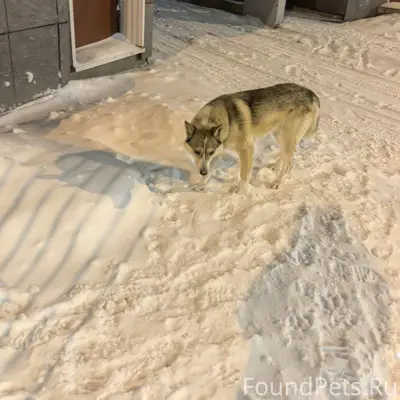 Московский 43 Кор 3 бегает пес...