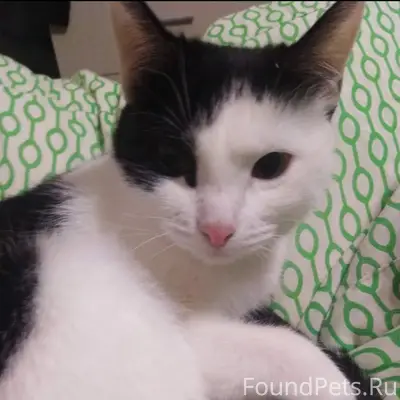 Пропала кошка!! | 30.11 | ул. ...