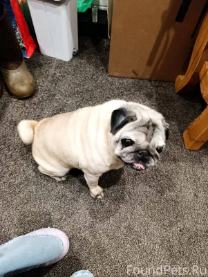 Хотьково. Найдена собака, поро...