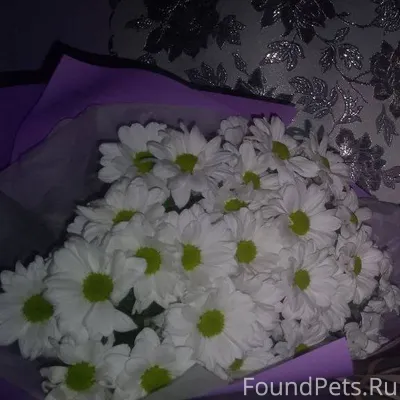 Пропал котенок в Черёмушках "К...