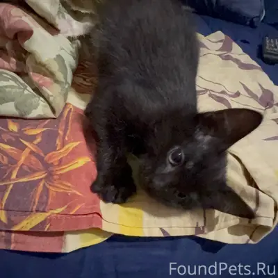 Росляково. Пропал котёнок [id1...