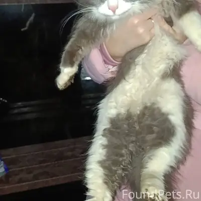 По вчерашнему коту: https://vk...